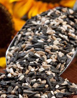 Bird Seeds