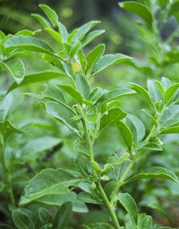 Herbal Products